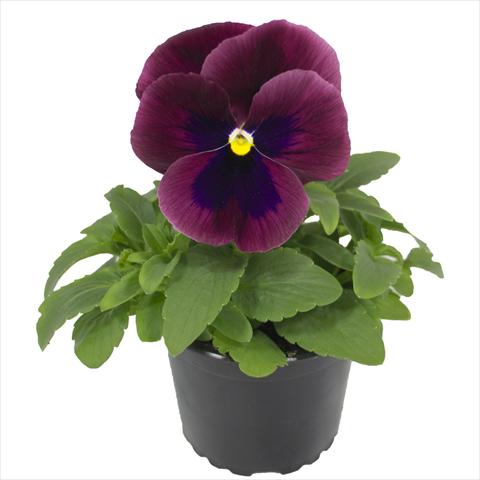 Photo de variété de fleurs à utiliser comme: Plante à massif, pot ou Suspension Viola wittrockiana Viola Superba Xpress Carmine with Blotch