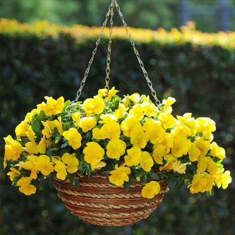 Photo de variété de fleurs à utiliser comme: Plante à massif, pot ou Suspension Viola wittrockiana Viola Superba Basket Yellow