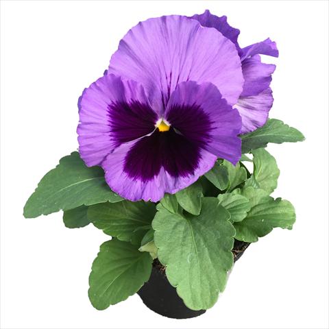 Photo de variété de fleurs à utiliser comme: Plante à massif, pot ou Suspension Viola wittrockiana Viola Superba Big Ocean Blue with Blotch