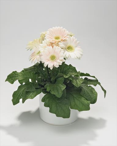 Photo de variété de fleurs à utiliser comme: Suspension / pot Gerbera jamesonii Royal Mini White Soft Pink