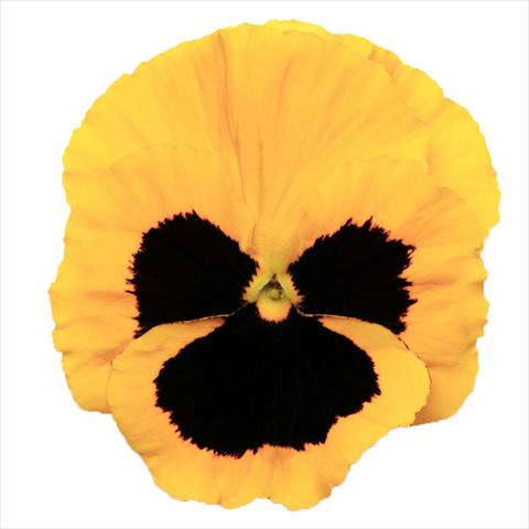 Photo de variété de fleurs à utiliser comme: Plante à massif, pot ou Suspension Viola wittrockiana Viola Superba Gold Blotch
