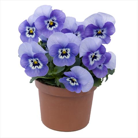 Photo de variété de fleurs à utiliser comme: Pot et Plante à massif Viola wittrockiana Viola Superba Mini Marina