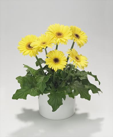 Photo de variété de fleurs à utiliser comme: Suspension / pot Gerbera jamesonii Royal Mini Yellow