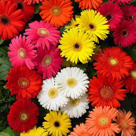 Photo de variété de fleurs à utiliser comme: Pot et Plante à massif Gerbera jamesonii Mega Revolution F1 Mix