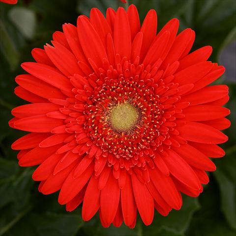 Photo de variété de fleurs à utiliser comme: Pot et Plante à massif Gerbera jamesonii Mega Revolution F1 Scarlet Red with Light Eye