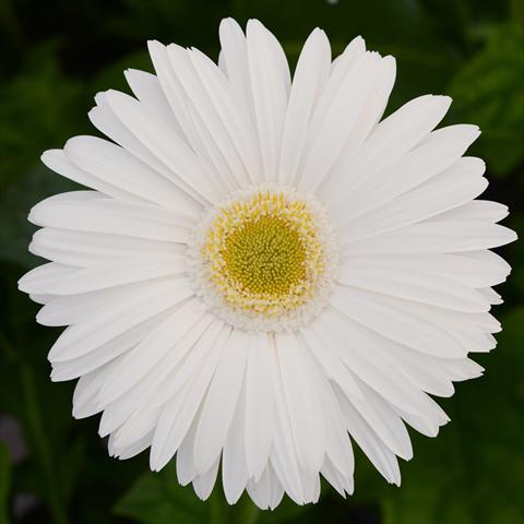 Photo de variété de fleurs à utiliser comme: Pot et Plante à massif Gerbera jamesonii Mega Revolution F1 White with Light Eye
