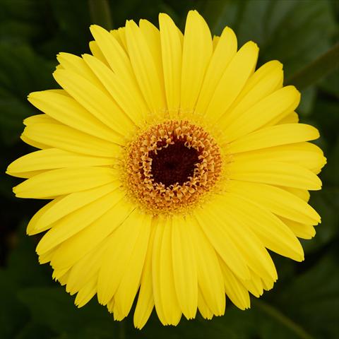 Photo de variété de fleurs à utiliser comme: Pot et Plante à massif Gerbera jamesonii Mega Revolution F1 Yellow with Dark Eye Improved