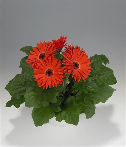 Photo de variété de fleurs à utiliser comme: Suspension / pot Gerbera jamesonii Royal Orange Scarlet
