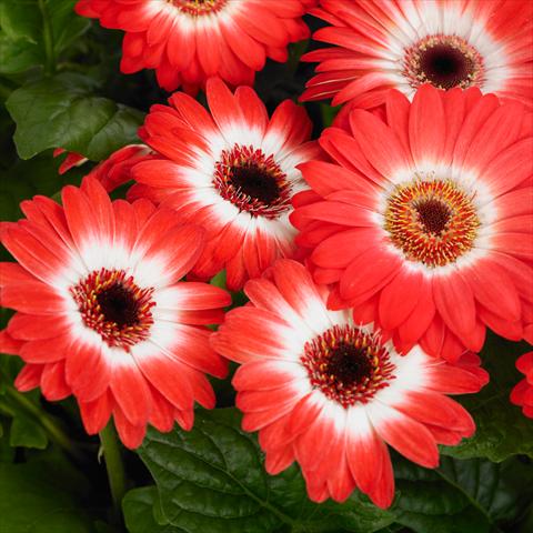 Photo de variété de fleurs à utiliser comme: Pot et Plante à massif Gerbera jamesonii Revolution F1 Bicolor Red White