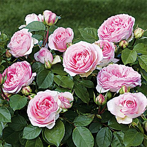 Photo de variété de fleurs à utiliser comme: Pot et Plante à massif Rosa Tea Rosaio a fiori raggruppati Sophia Romantica®