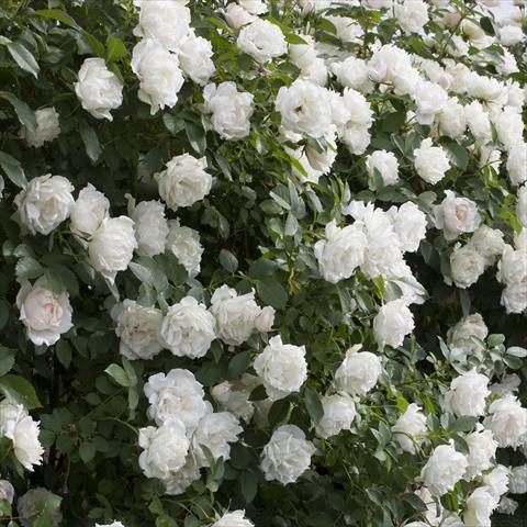 Photo de variété de fleurs à utiliser comme: Pot et Plante à massif Rosa paesaggistica Rosaio paesaggistico Crème Chantilly®
