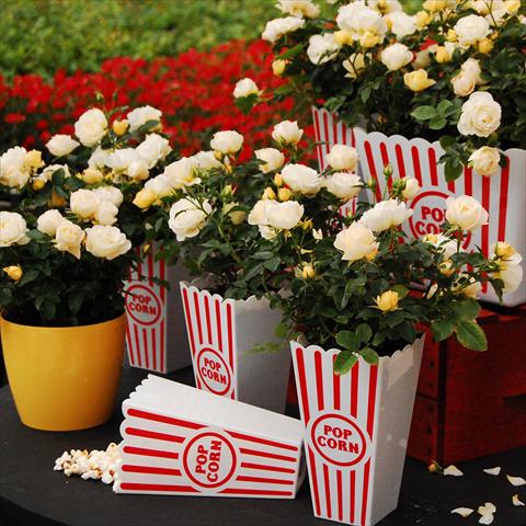 Photo de variété de fleurs à utiliser comme: Pot et Plante à massif Rosa paesaggistica Rosaio paesaggistico Popcorn Drift®