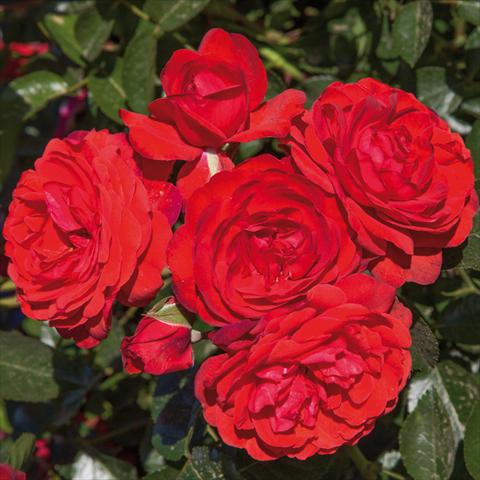 Photo de variété de fleurs à utiliser comme: Pot et Plante à massif Rosa paesaggistica Rosaio paesaggistico Scarlet Bonica®