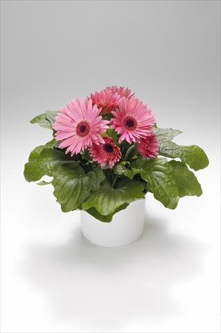 Photo de variété de fleurs à utiliser comme: Suspension / pot Gerbera jamesonii Royal Pastel Pink