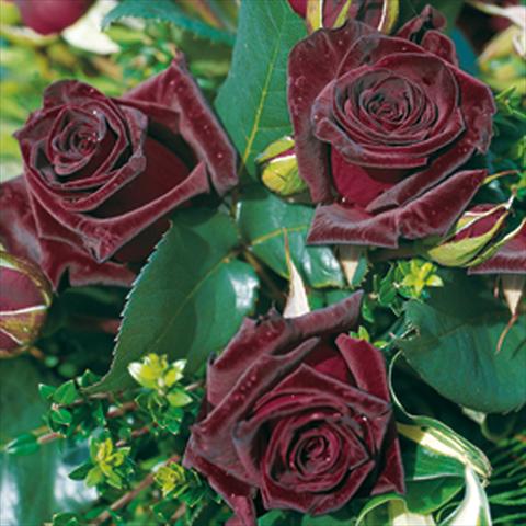 Photo de variété de fleurs à utiliser comme: Pot et Plante à massif Rosa Tea Black Baccara®
