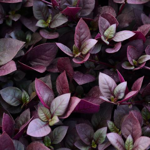 Photo de variété de fleurs à utiliser comme: Pot et Plante à massif Alternanthera Purple Prince
