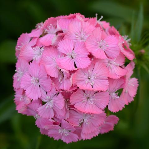 Photo de variété de fleurs à utiliser comme: Pot et Plante à massif Dianthus barbatus Sweet F1 Deep Pink