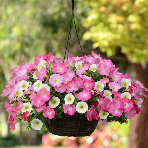 Photo de variété de fleurs à utiliser comme: Suspension / pot 2 Combo Fuseables® All-Wave Petunia Rise N Shine