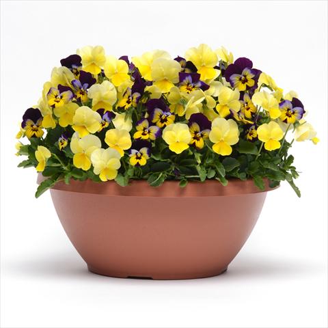 Photo de variété de fleurs à utiliser comme: Plante à massif, pot ou Suspension 2 Combo Fuseables® Sunglow