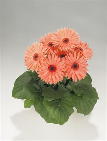 Photo de variété de fleurs à utiliser comme: Suspension / pot Gerbera jamesonii Royal Peach