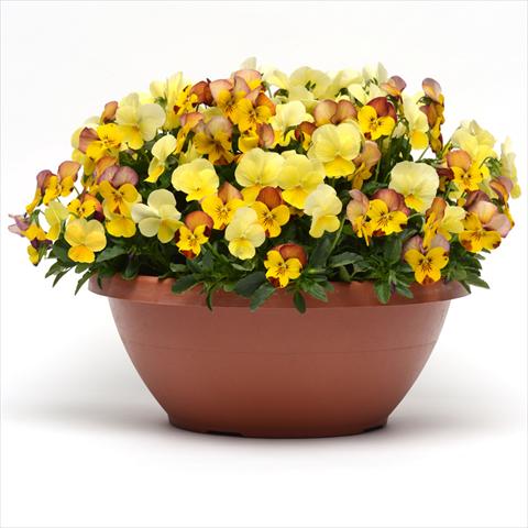 Photo de variété de fleurs à utiliser comme: Plante à massif, pot ou Suspension Viola hybrida Fuseables® Sunset Boulevard