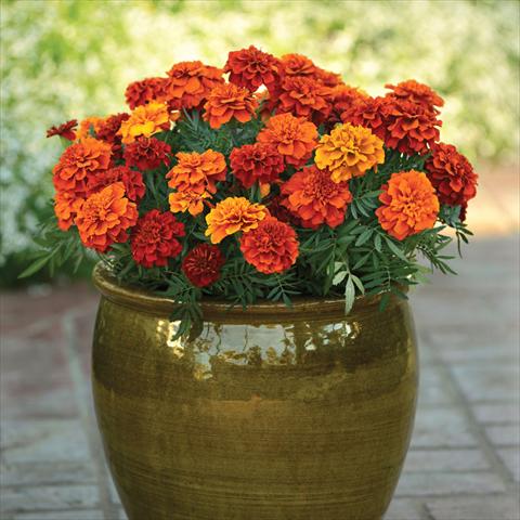 Photo de variété de fleurs à utiliser comme: Pot et Plante à massif Tagetes patula Fireball