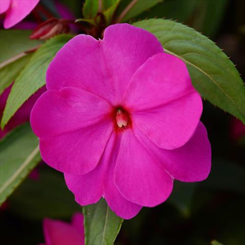 Photo de variété de fleurs à utiliser comme: Pot et Plante à massif Impatiens N. Guinea Divine F1 Orchid