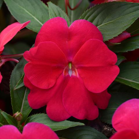 Photo de variété de fleurs à utiliser comme: Pot et Plante à massif Impatiens N. Guinea Divine F1 Lipstick