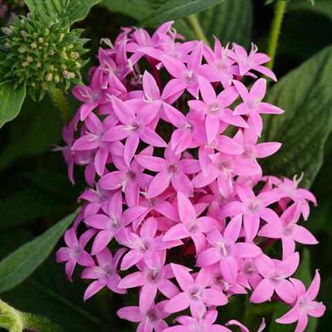 Photo de variété de fleurs à utiliser comme: Pot et Plante à massif Pentas lanceolata Butterfly F1