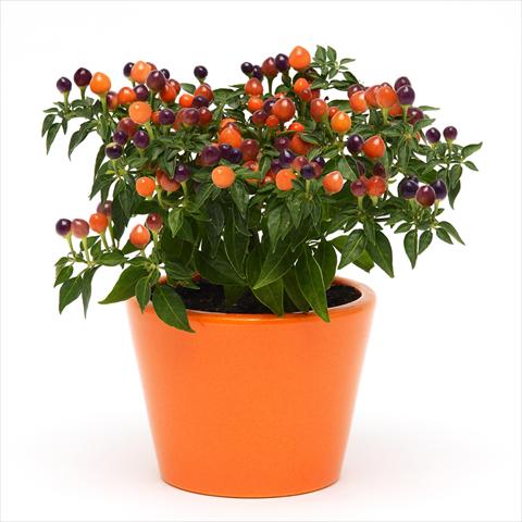 Photo de variété de fleurs à utiliser comme: Pot et Plante à massif Capsicum annuum Hot Pops Purple