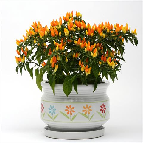 Photo de variété de fleurs à utiliser comme: Pot et Plante à massif Capsicum annuum Sedona Sun