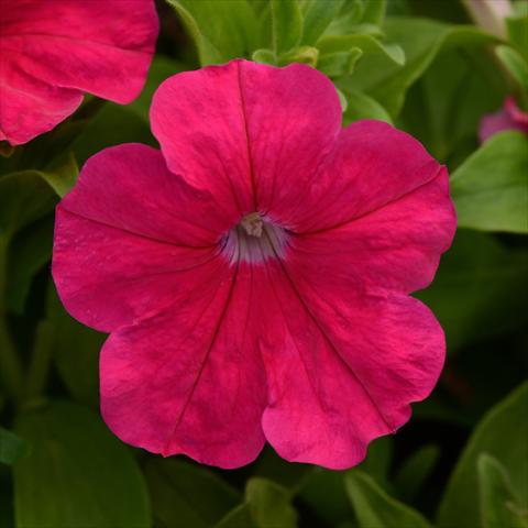 Photo de variété de fleurs à utiliser comme: Pot et Plante à massif Petunia hybrida Lo Rider® F1 Rose