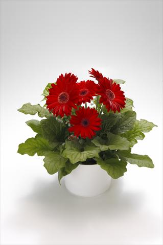 Photo de variété de fleurs à utiliser comme: Suspension / pot Gerbera jamesonii Royal Red