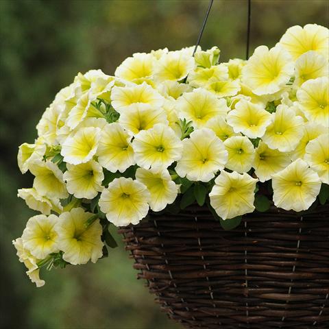 Photo de variété de fleurs à utiliser comme: Pot et Plante à massif Petunia hybrida Easy Wave® F1 Yellow