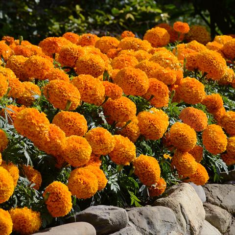 Photo de variété de fleurs à utiliser comme: Pot et Plante à massif Tagetes erecta Marvel F1 Orange Improved