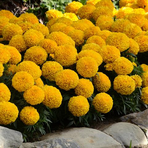 Photo de variété de fleurs à utiliser comme: Pot et Plante à massif Tagetes erecta Taishan® F1 Gold Improved