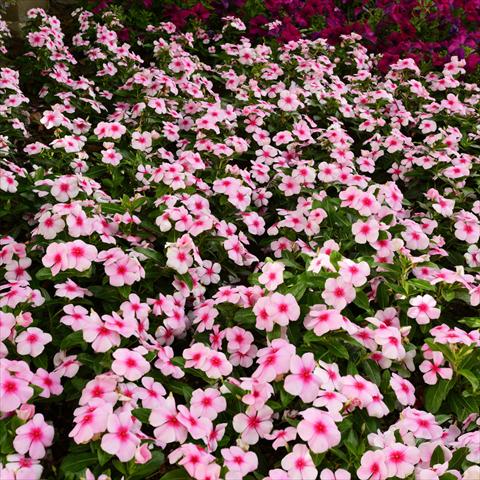 Photo de variété de fleurs à utiliser comme: Pot et Plante à massif Catharanthus roseus - Vinca Titan® F1 Blush Improved