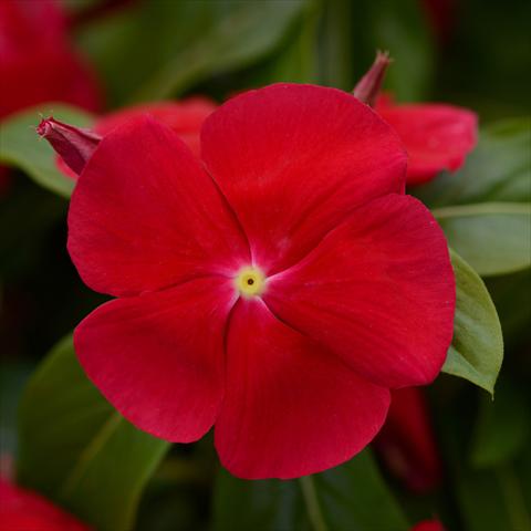 Photo de variété de fleurs à utiliser comme: Pot et Plante à massif Catharanthus roseus - Vinca Titan® F1 Really Red