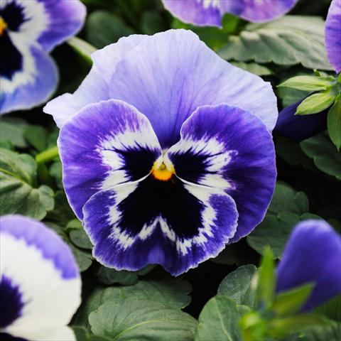 Photo de variété de fleurs à utiliser comme: Pot et Plante à massif Viola wittrockiana Promise F1 Marina Improved