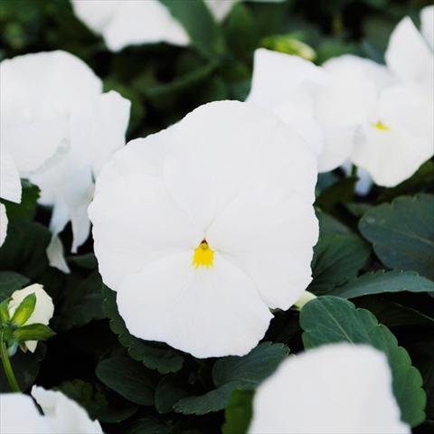 Photo de variété de fleurs à utiliser comme: Pot et Plante à massif Viola wittrockiana Promise F1 Pure White Improved