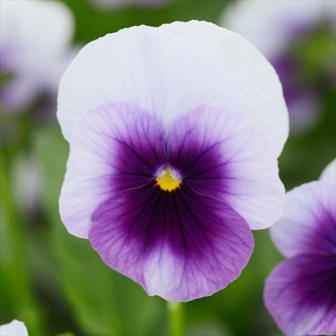 Photo de variété de fleurs à utiliser comme: Pot et Plante à massif Viola cornuta Sorbet® XP F1 Beaconsfield Improved