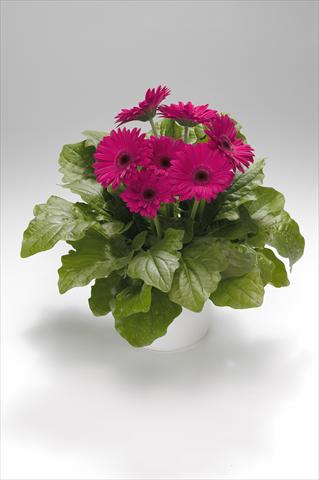 Photo de variété de fleurs à utiliser comme: Suspension / pot Gerbera jamesonii Royal Rose