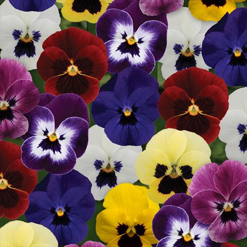 Photo de variété de fleurs à utiliser comme: Pot et Plante à massif Viola cornuta Sorbet® XP F1 Blotch Mixture