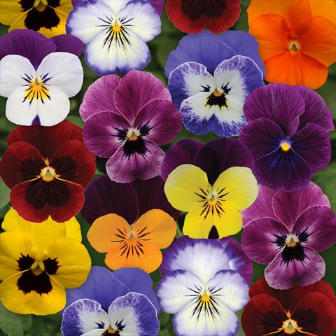 Photo de variété de fleurs à utiliser comme: Pot et Plante à massif Viola cornuta Sorbet® XP F1 Autumn Select Mixture