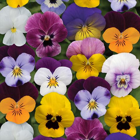 Photo de variété de fleurs à utiliser comme: Pot et Plante à massif Viola cornuta Sorbet® XP F1 Spring Select Mixture