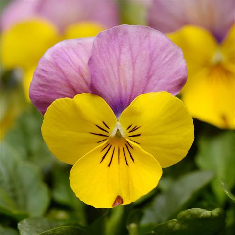 Photo de variété de fleurs à utiliser comme: Pot et Plante à massif Viola cornuta Sorbet® XP F1 Yellow Pink Jump Up