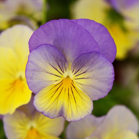 Photo de variété de fleurs à utiliser comme: Pot et Plante à massif Viola wittrockiana Cool Wave® F1 Blueberry Swirl Improved