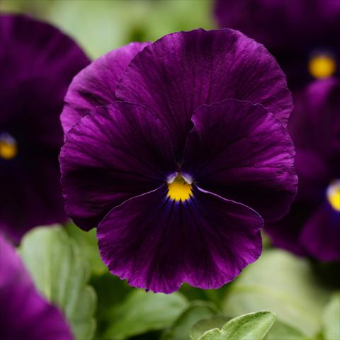 Photo de variété de fleurs à utiliser comme: Pot et Plante à massif Viola wittrockiana Cool Wave® F1 Purple Improved