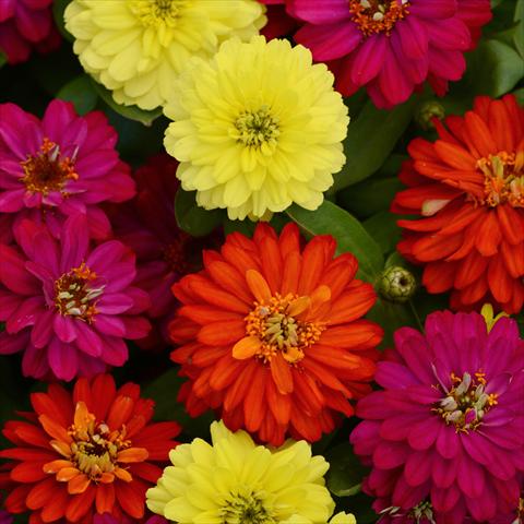 Photo de variété de fleurs à utiliser comme: Pot et Plante à massif Zinnia marylandica Zahara Brilliant Mixture