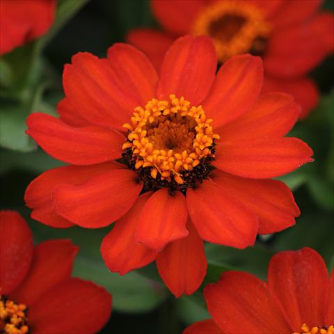 Photo de variété de fleurs à utiliser comme: Pot et Plante à massif Zinnia marylandica Zahara® XL Fire Improved